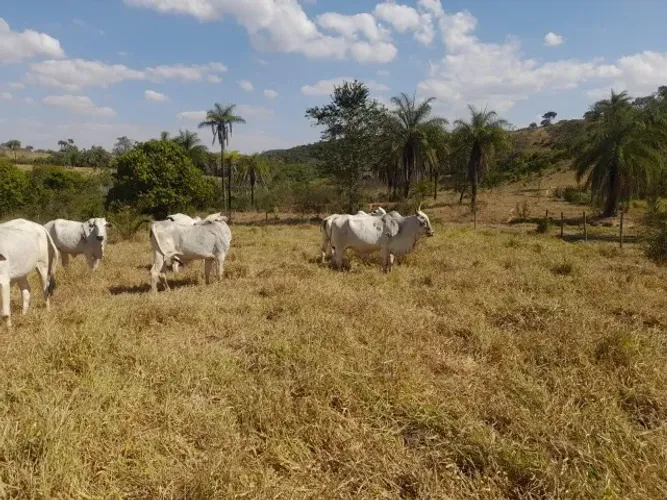 Fazenda de 50ha em Dores do Indaiá