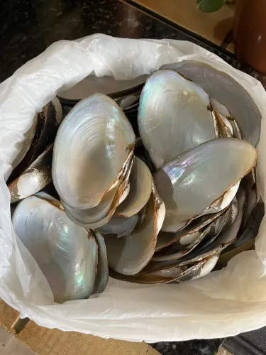 Conchas de água doce 