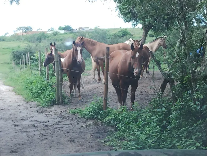 Caseiro-tratador de cavalos 