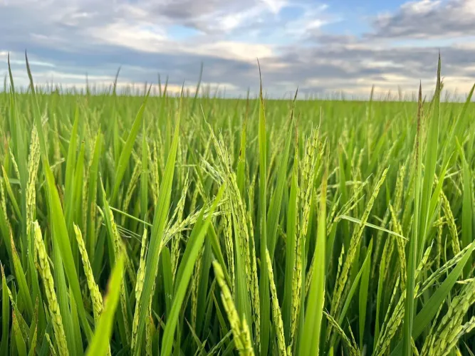 FAZENDA COM 1.500HEC PRA IRRIGAÇÃO, VENDE PARTE MENOR!!