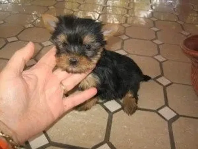 Filhote de Yorkshire Terrier mine 