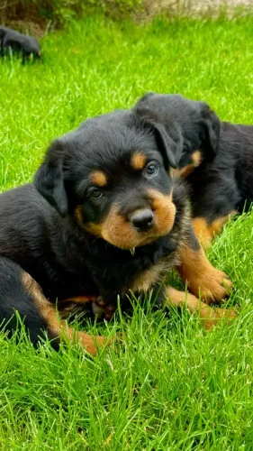 Rottweiler Filhote Para Compartilhar Uma Vida de Companheirismo