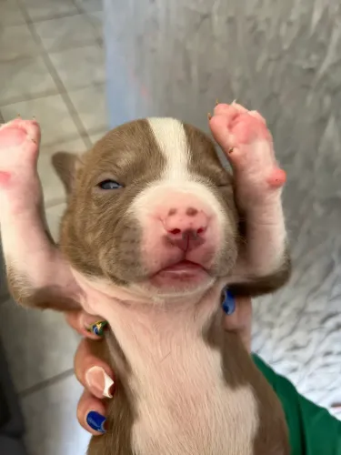 Vendas Pitbull