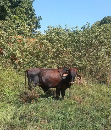 LINDO GARROTE DA RAÇA GI APENAS 1 ANO E 2 MESES