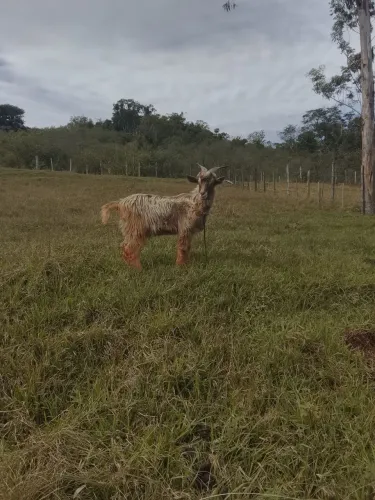 Cabrito toggenburg, troco por fêmea.