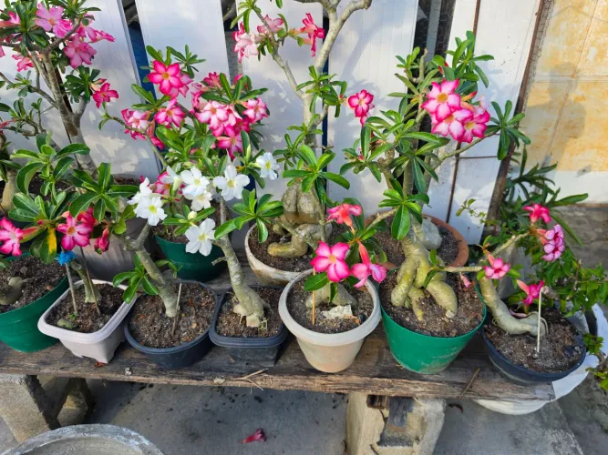 Rosas do deserto 