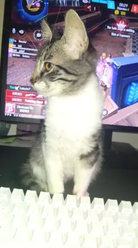 Gatinha fêmea adoção 