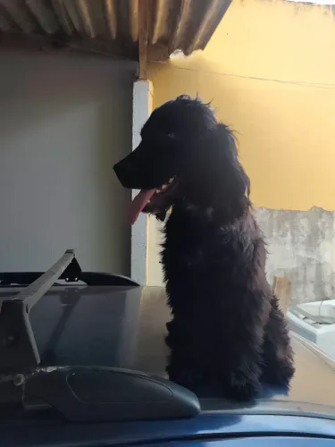cocker spaniel Inglês 5 meses vacinas ok