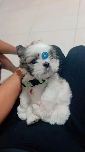 Filhote de cachorro Shitzu macho