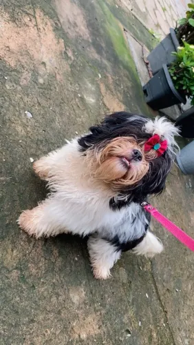 Vendo shih tzu original fêmea