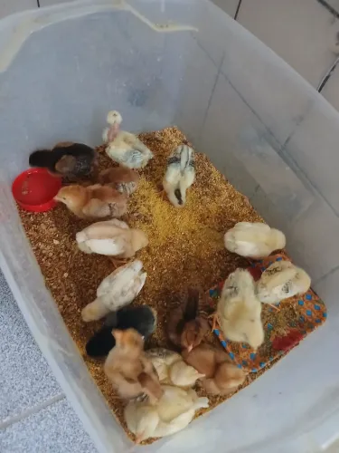 Pintinhos de galinha poedeira