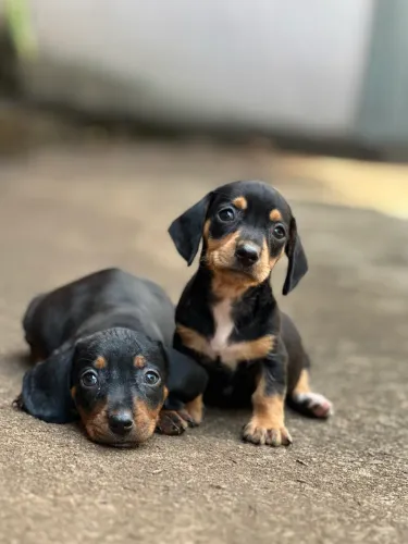 Fêmea Dachshund/cofap miniatura
