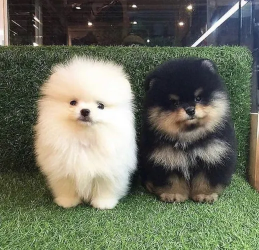 Filhotes De Spitz Alemão - Diga Oi Para Seu Melhor Amigo