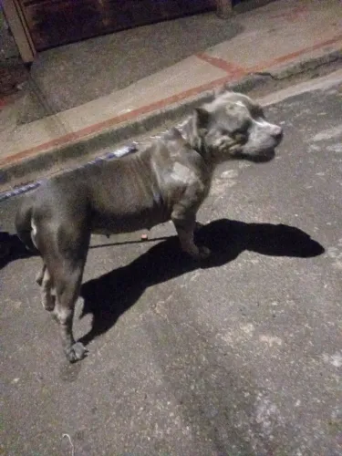 Vende se american bully