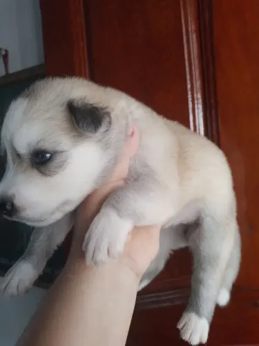 Filhote Husky siberiano