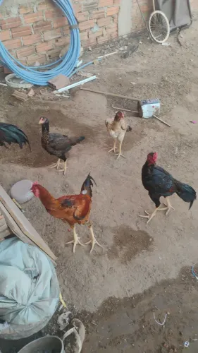 Galinhas caipira