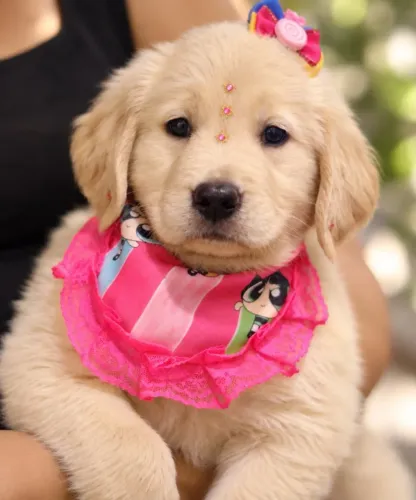 Golden RETRIEVER 