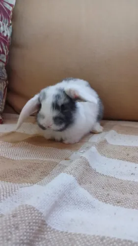 Filhote Coelho Mini Lop Uruguaio (Entorno DF)