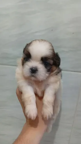 Baby Shihtzu fêmea 