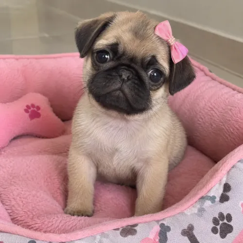 Pug fêmea e macho puros