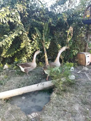 Casal de Ganso Africano Sinaleiro