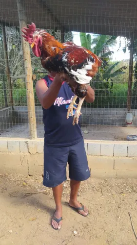 Galinha Sertaneja Balão (GSB)