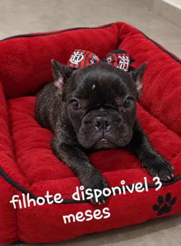 Doacao buldogue