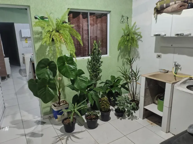 Todas as plantas