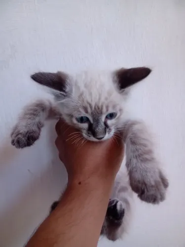 Doação, filhote Macho