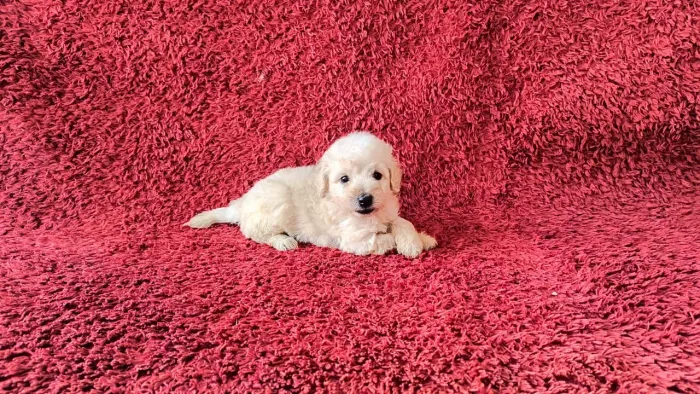 Filhote de poodle toy