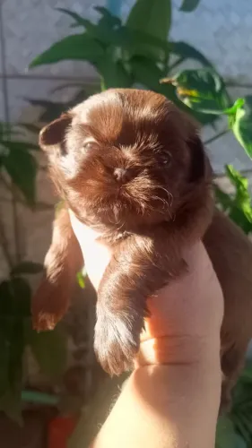 Shitzu femea chocolate solido