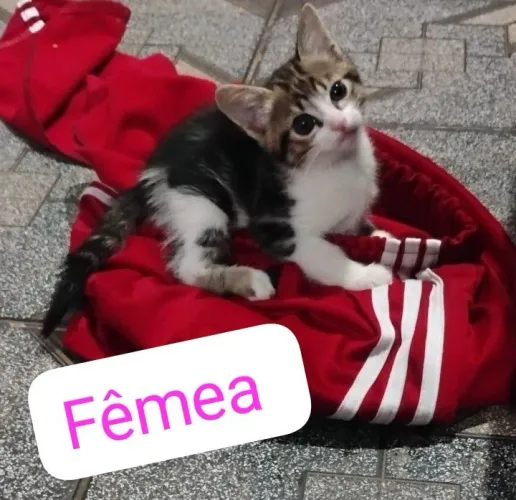 Doação de filhote de gato fêmea