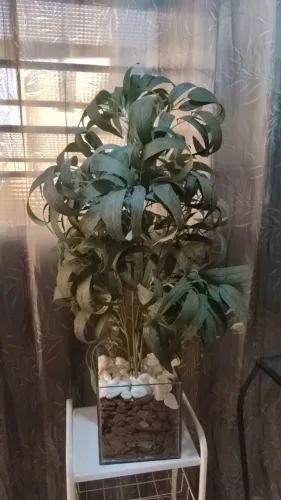 Vaso de planta