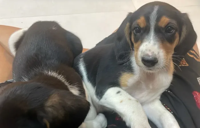 Beagle tricolor macho com 57 dias de nascido