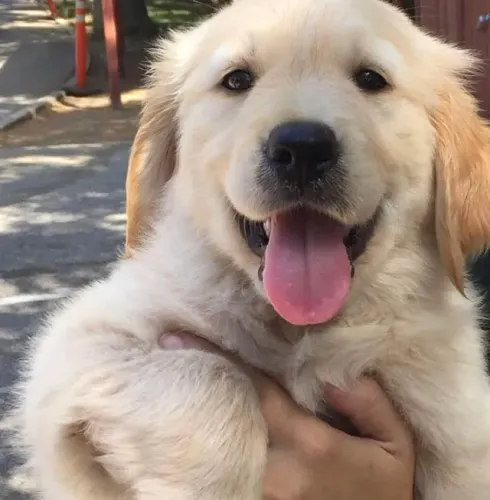 Golden Retriever Companhia que escuta com o coração