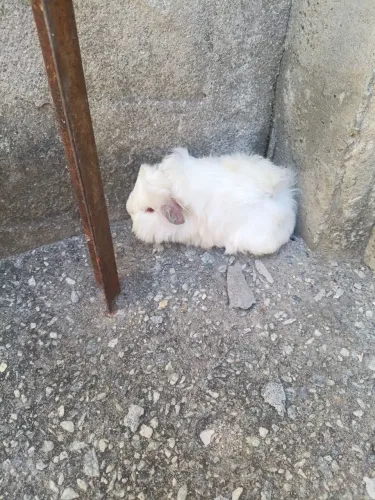 Filhote de porquinho peruano albino 