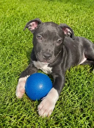 American bully