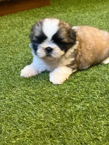 Shih Tzu 