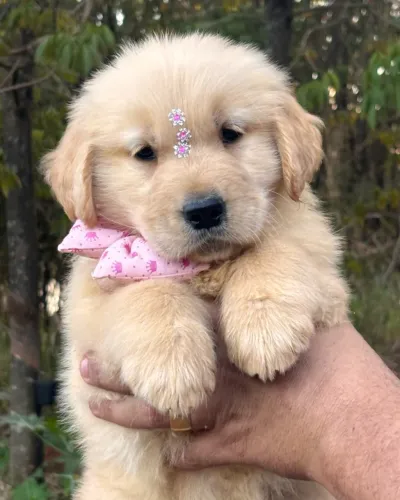 Golden Retriever