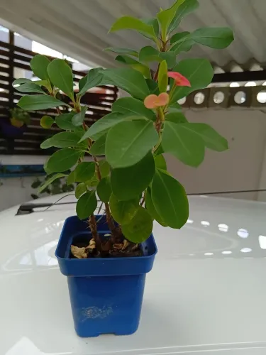 Planta pequena de COROA DE CRISTO
