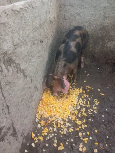 Porco pietran