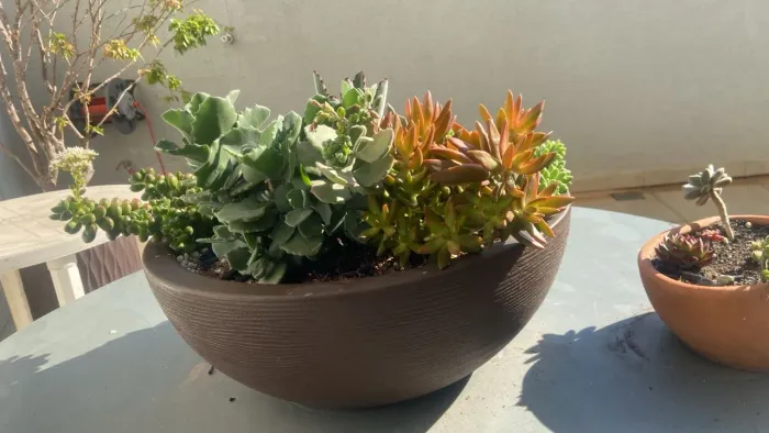 Vaso de suculenta