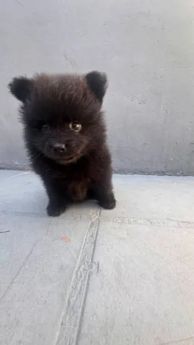 Spitz Alemão Femea