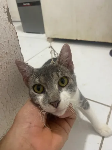Gato dócil (macho) 