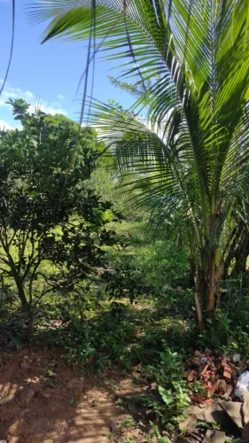 Terreno na região riacho da guia 