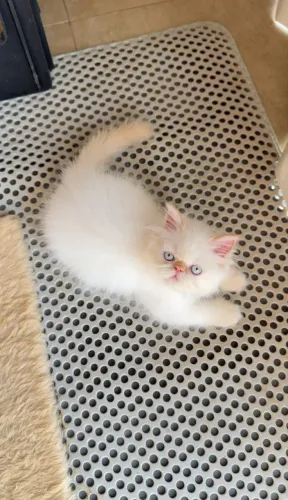 Filhote gato persa 