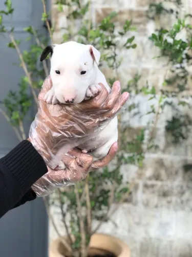 Bull Terrier de excelente linhagem