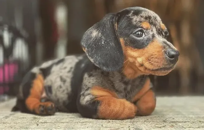 Basset Dachshund Teckel Alerquins Legítimos. 