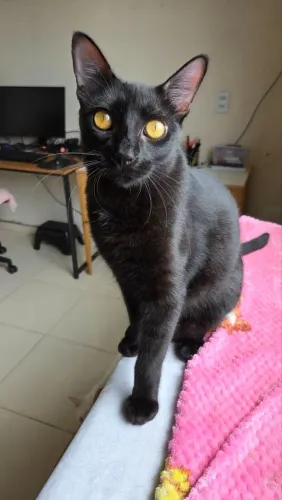 Adoção Responsável Gata Fêmea