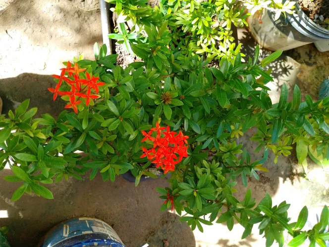 Planta ixora